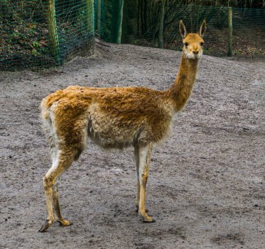 Kameraya bakan komik vicuna, Peru dağlarından gelen dağ hayvanı, deve ve alpaka ile akraba olan Specie.