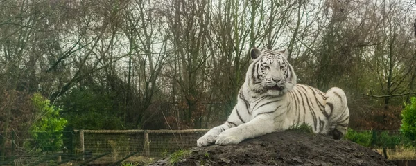 Tigre Branco Que Coloca Monte Areia Variação Cor Pigmento Tigre — Fotografia de Stock
