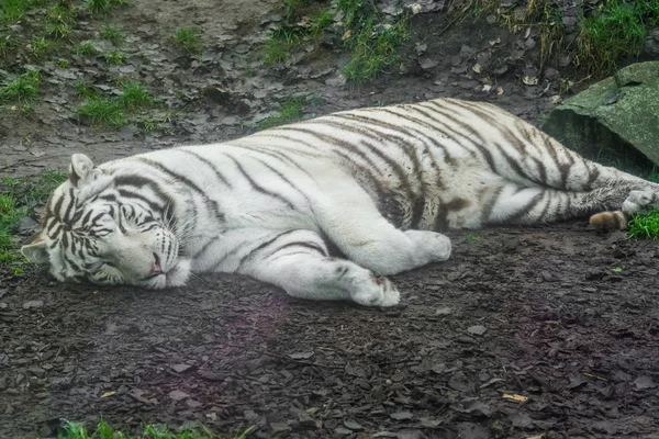 Tigre Branco Dormindo Chão Variação Pigmento Tigre Bengala Animal Ameaçado — Fotografia de Stock