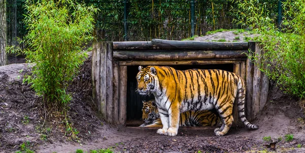 Tigre Siberiano Frente Sua Cabana Animal Ameaçado China — Fotografia de Stock