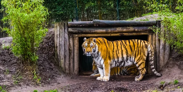 Tigre Siberiano Frente Sua Cabana Olhando Para Câmera Espécie Animal — Fotografia de Stock