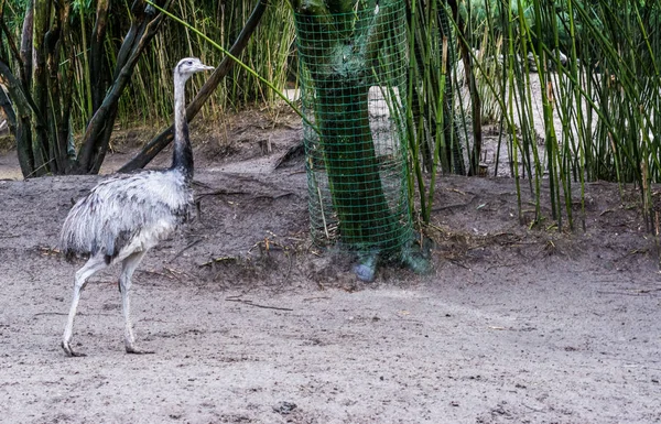 Grey Rhea Walking Sand Big Flightless Bird America Threatened Animal — Stock Photo, Image