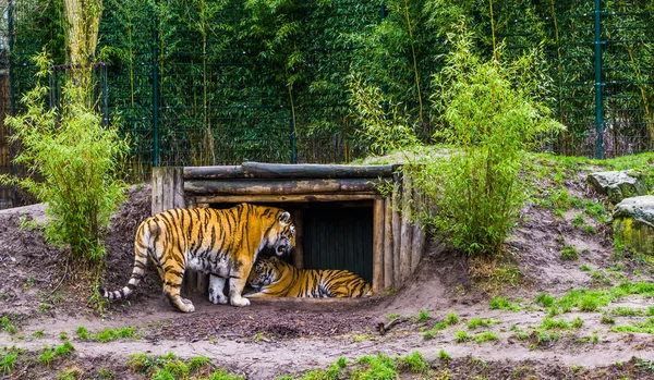 Dwa Syberyjskie Tygrysy Razem Jeden Stojący Leżący Chacie Zagrożone Zwierzęta — Zdjęcie stockowe