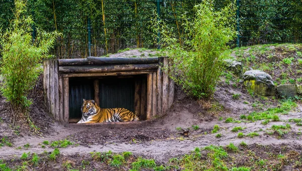 西伯利亚虎躺在树屋里濒临绝种的俄国动物 — 图库照片
