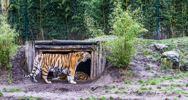 Tigre Siberiano Esfregando Cabeça Contra Madeira Sua Cabana Animal Ameaçado — Fotografia de Stock