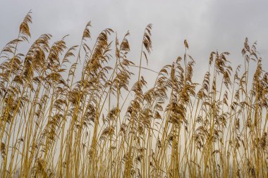 Yakın planda vahşi otlar, tarımsal alanda çiçek açan çimenler, doğa arka planı.