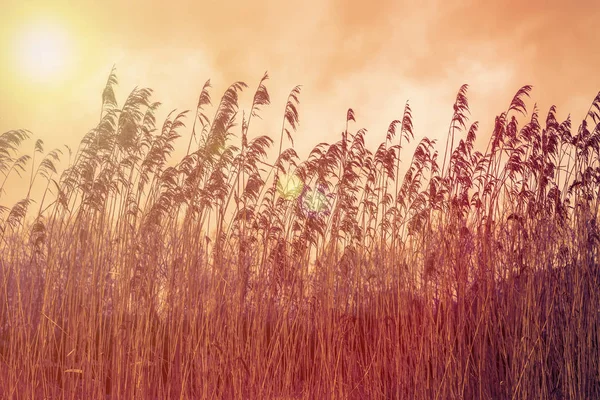 色彩艳丽的天空 日落时野草丛生 美丽的自然背景 — 图库照片