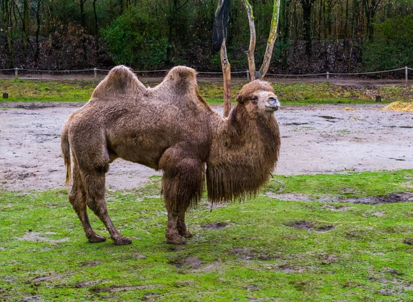 Krásný Portrét Bílého Bactrian Velblouda Stojící Pastvině Domestikované Zvíře Asie — Stock fotografie