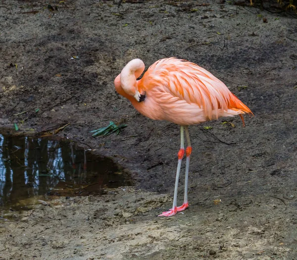 Pink Chilean Flamingo Standing Water Side Cleaning Its Feathers Threatened — Stock Photo, Image