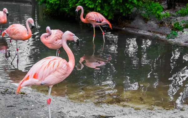 closeup of a chilean flamingo standing at the water side with other flamingos in the water, near threatened tropical birds from America