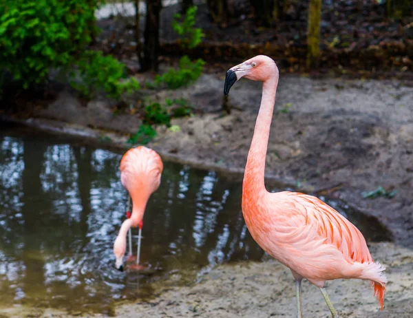 Zbliżenie Chilijskiego Flaminga Kolorowy Ptak Tropikalny Ameryki — Zdjęcie stockowe