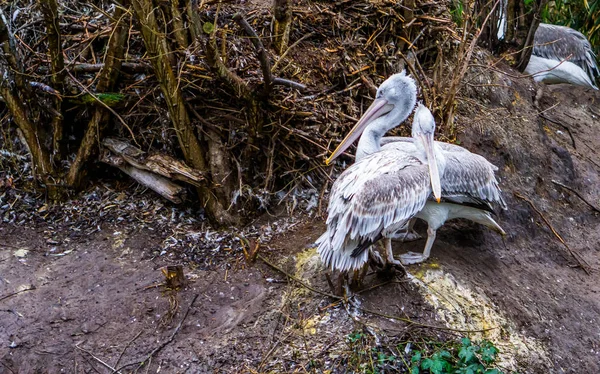 Pareja Pelícano Dálmata Juntos Aves Acuáticas Europa — Foto de Stock