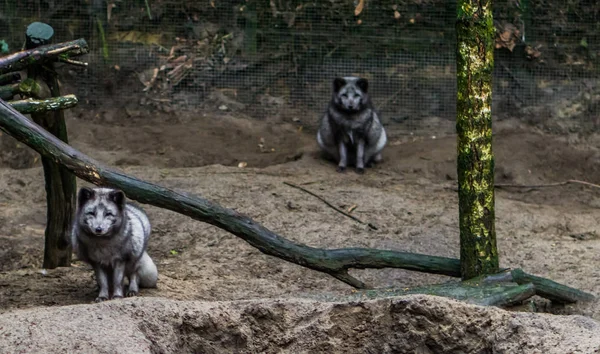 灰色的北极狐狸 一个靠近 一个坐在背景 来自北半球的动物 — 图库照片