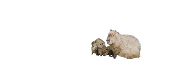 Dierenfamilie Van Capibara Capibara Moeder Met Haar Pups Geïsoleerd Een — Stockfoto