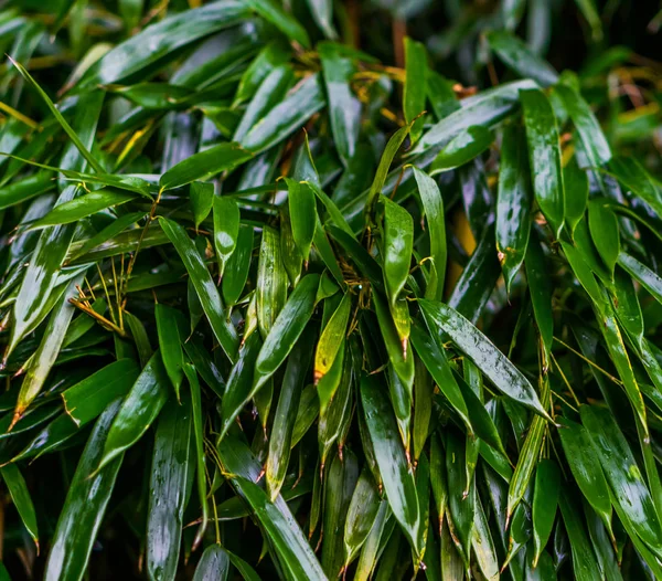 Makro Detailní Záběr Mokrých Zelených Bambusových Listů Japonská Zahrada Přirozený — Stock fotografie