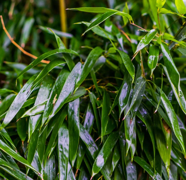 Folhas Bambu Molhadas Verdes Macro Closeup Padrão Fundo Natural Jardim — Fotografia de Stock