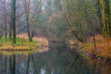 Ormanı yansıtan bir suyla güzel orman manzarası, sonbahar mevsiminde Avrupa ormanları.