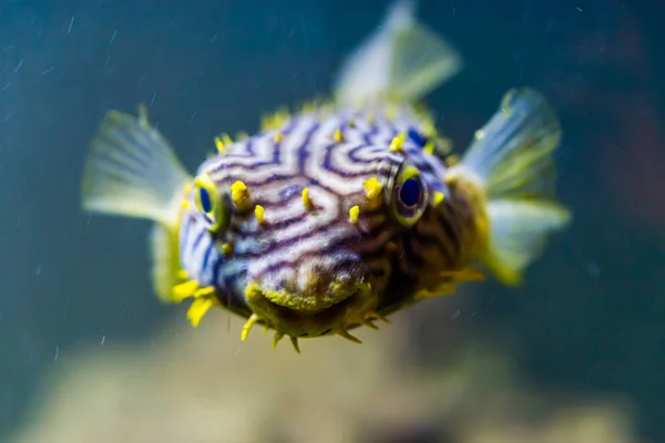 Belo Close Rosto Burrfish Listrado Engraçado Peixe Porco Espinho Tropical — Fotografia de Stock