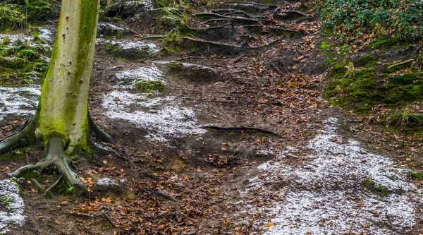 Kmen Stromu Holými Kořeny Kopci Který Pokrytý Spadanými Listy — Stock fotografie