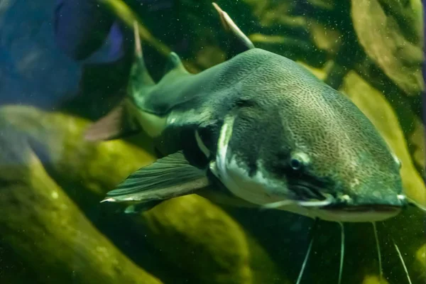 Big Catfish Swimming Underwater Massive Tropical Fish Whiskers America — Stock Photo, Image