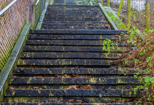 Stenen Trap Midden Natuur Buitenarchitectuur Treden Bedekt Met Bladeren Gladde — Stockfoto