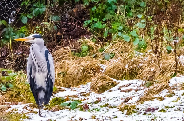 grey heron standing on one leg at the river side, common wild bird in europe