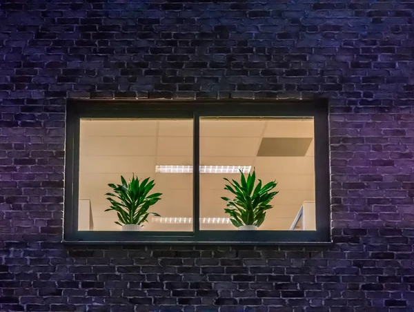 Светлые Окна Украшенные Растениями Современная Голландская Архитектура Кирпичная Стена — стоковое фото