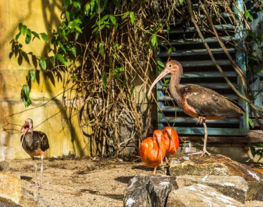 Bir kayanın üzerinde duran parlak aynak, Avrasya ve Afrika 'dan gelen tropikal kuş