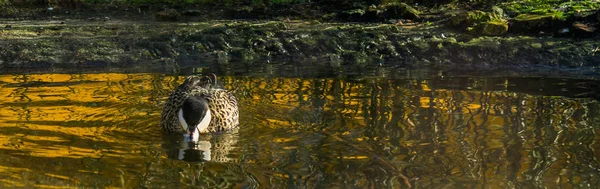 Hermosa Verde Azulado Nadando Agua Especie Pato Tropical Brasil — Foto de Stock