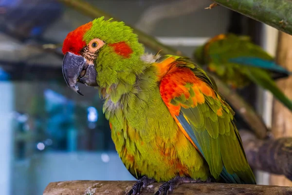 Kırmızı Bir Papağanın Yakın Çekimi Bolivya Dan Gelen Tropikal Kritik — Stok fotoğraf