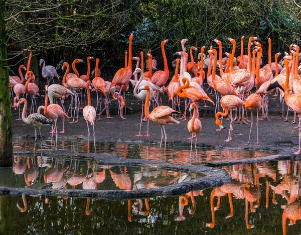 Grande Gruppo Fenicotteri Americani Piedi Insieme Sulla Costa Dell Acqua — Foto Stock