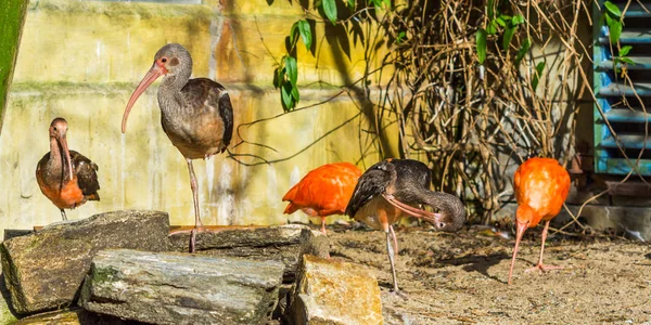 Skupina Lesklých Ibisů Tropičtí Ptáci Eurasie Afriky — Stock fotografie