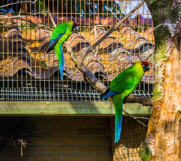 Két Szarvú Papagáj Madárház Egyik Faágán Papagájok Kaledóniából Veszélyeztetett Madárfaj — Stock Fotó
