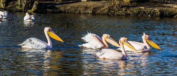 Famille Pélicans Roses Flottant Ensemble Dans Eau Recherche Nourriture Oiseaux — Photo