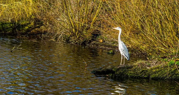 Garza Gris Parada Lado Del Agua Cazando Comida Ave Común — Foto de Stock