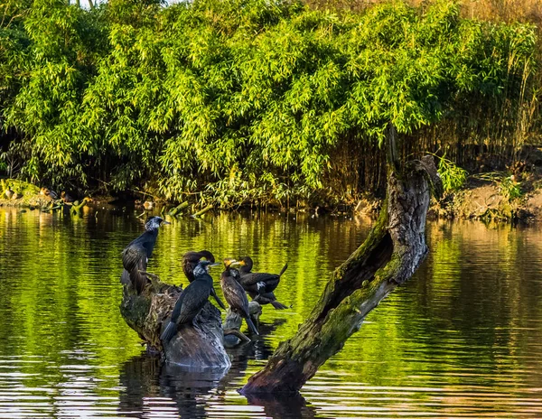 水の上の木の下に座っている黒い袋の大きなグループは 美しい自然景観 — ストック写真