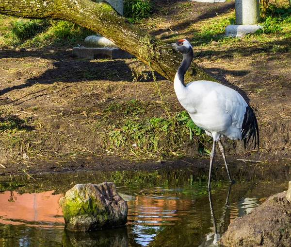 Красивый Портрет Японского Журавля Идущего Воде Исчезающего Вида Птиц Азии — стоковое фото