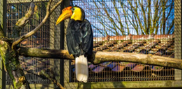 Gyönyörű Portré Egy Férfi Ráncos Hornbill Egy Ágon Színes Trópusi — Stock Fotó