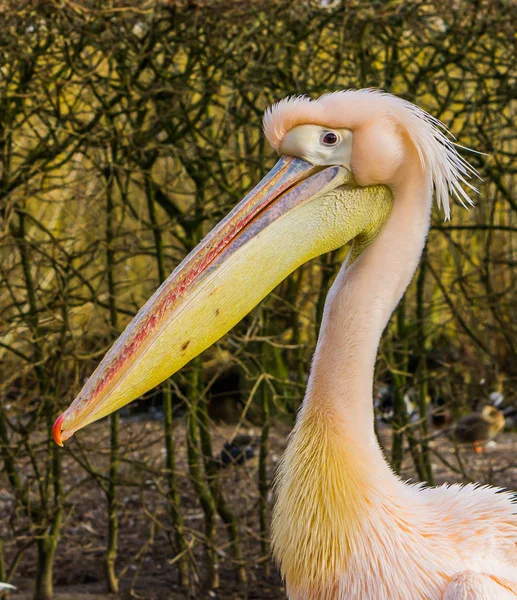 Funny Close Head Rosy Pelican Water Bird Europe — Stock Photo, Image