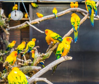 Aviculture, renkli güneş muhabbet kuşlarının dallarında oturması, Amerika 'dan popüler hayvanlar, nesli tükenmekte olan kuş türü.