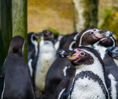 Humboldt pengueni yakın çekim penguenler tehdit kuş savunmasız durum ile arka planda büyük bir koloni ile