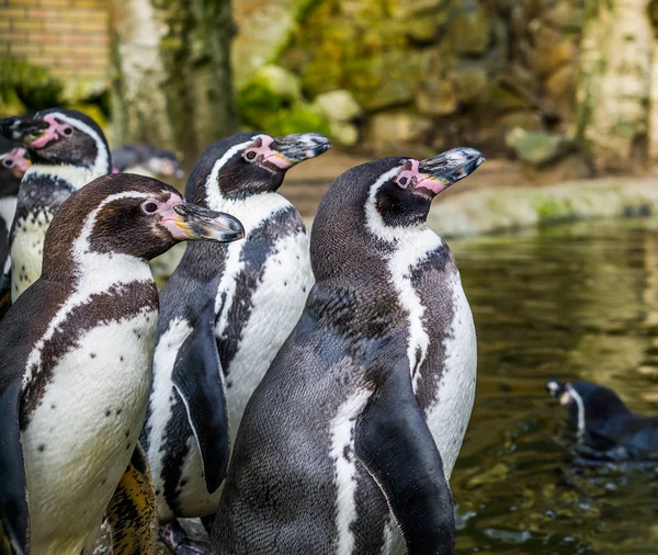 Grupo Pingüinos Humboldt Pie Lado Del Agua Aves Acuáticas Costa —  Fotos de Stock