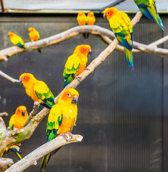 Avicoltura Pappagalli Del Sole Seduti Sui Rami Della Voliera Colorati — Foto Stock