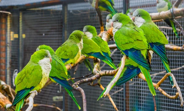 Molti Pappagalli Monaci Seduti Insieme Sui Rami Della Voliera Animali — Foto Stock