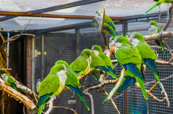 Grande Gruppo Pappagalli Monaci Seduti Insieme Ramo Della Voliera Animali — Foto Stock