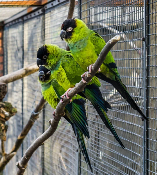 Groupe Perruches Nanday Assis Proximité Sur Une Branche Dans Volière — Photo