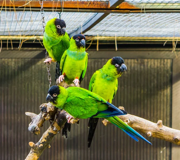 Divertido Grupo Nanday Periquitos Sentados Juntos Una Rama Aviario Mascotas — Foto de Stock