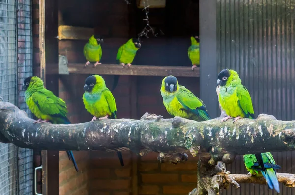 Avicultura Aviário Cheio Periquitos Nanday Animais Estimação Populares Avicultura Pássaros — Fotografia de Stock