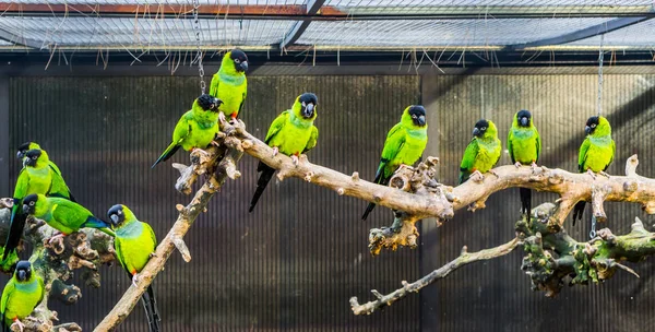 Aviculture Une Branche Avec Des Perruches Nanday Dans Une Volière — Photo