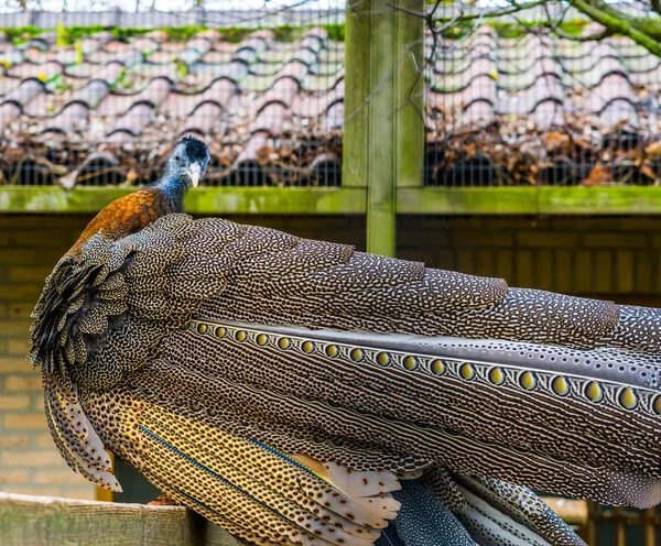 Wunderschönes Porträt Eines Männlichen Argusfasans Rückseite Mit Schönen Federn Tropischer — Stockfoto